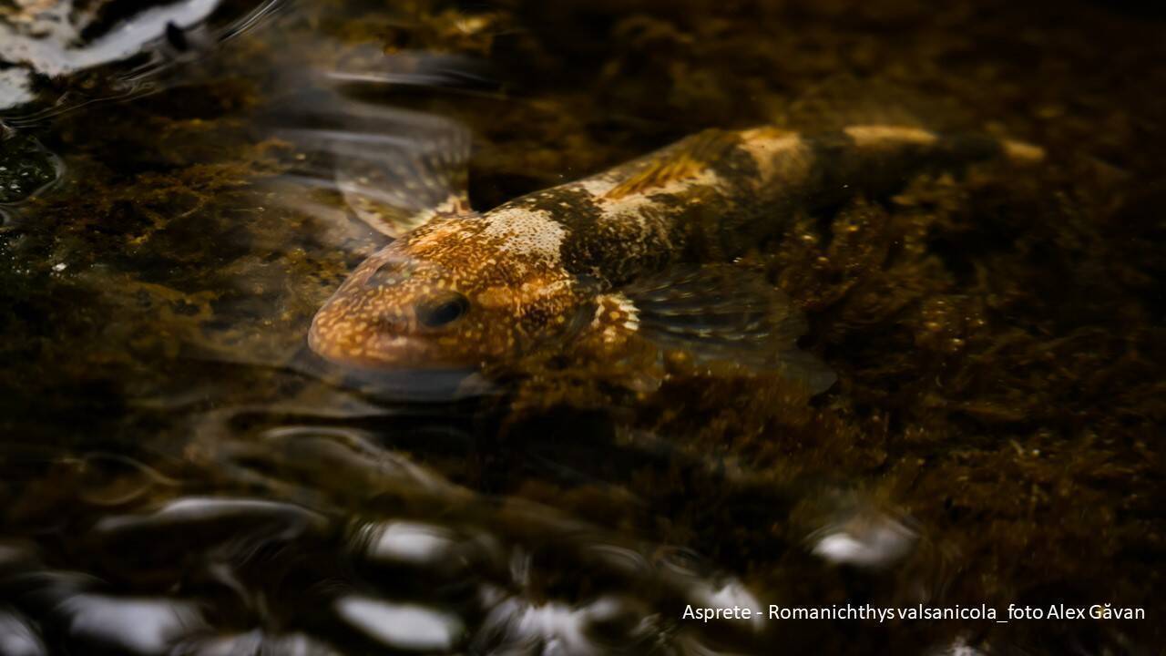 Cursa contra timp pentru salvarea Aspretelui, peștele contemporan cu ultimii dinozauri, ce se ascunde într-un râu din Munții Făgăraș  // GALERIE FOTO
