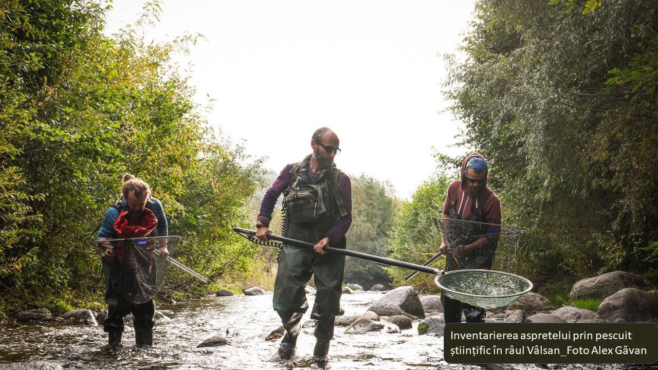 Inventarierea aspretelui prin pescuit științific în râul Vâlsan_Foto Alex Găvan
